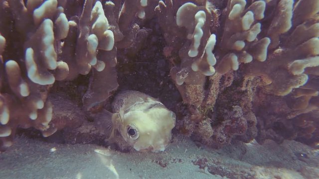 Black Blotched Porcupinefish, Diodon Liturosus, Or Puffer Fish, Emerging Slowly Out Of A Heliopora Coral.