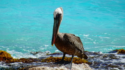 Bonaire Pelican