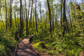 Wooden path, way or walkway, track from planks in forest park in sun light, summer travel concept