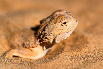 Spotted toad-headed Agama buried in sand close