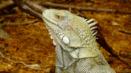 Nice Leguan