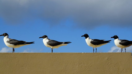 Four Birds in one way