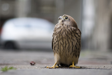 Mały jastrząb © Krzysztof