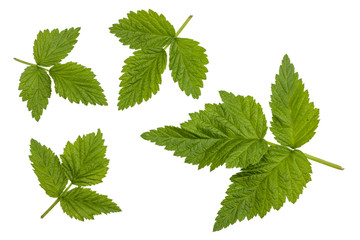 Green raspberry leaf isolated on white