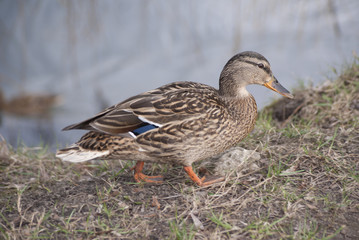 Kaczka nad wodą © Krzysztof
