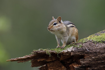 Eastern Chipmunk with its cheek pouches full of food sits on a mossy log
