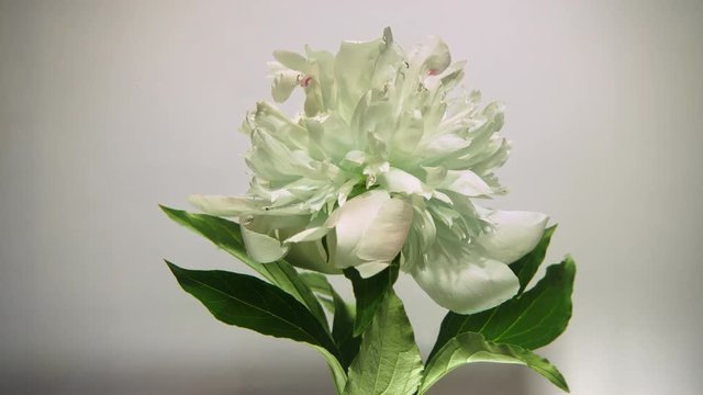 A beautiful white flower spins on a white background