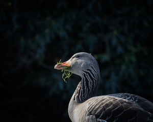 This is one hungry bird