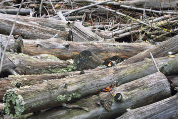 a pile of dry tree trunks, cut down for firewood