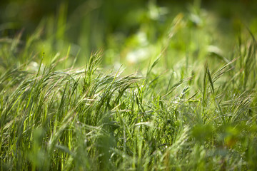 summer meadow with flowers