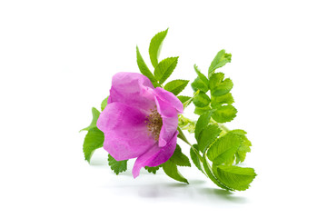 Hagebutten Rose Blüte hagebuttenblüte isoliert freigestellt auf weißen Hintergrund, Freisteller