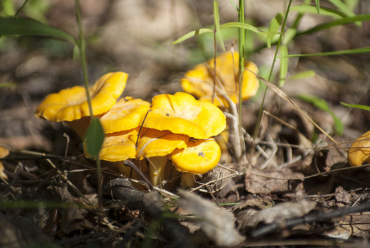 Chanterelles growing in the forest.
