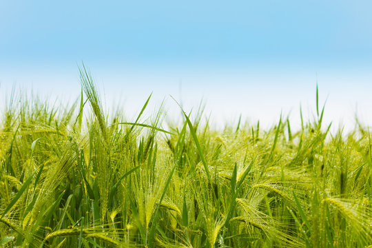 Beautiful photo of green wheat field with blue sky in the background with bokeh - shallow depth of field
