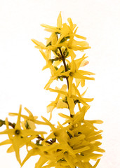 yellow forsythia