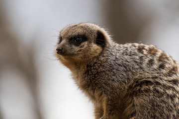Meerkat Guarding