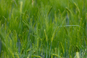 Beautiful photo of green wheat field with bokeh - shallow depth of field