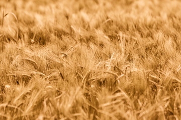 Beautiful photo of golden, fully ripe wheat with shallow depth of field