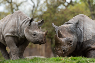 Rhino parent and child