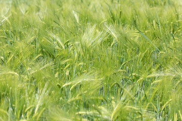 Beautiful photo of green wheat field with bokeh - shallow depth of field