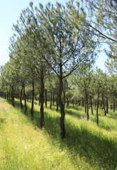 Fototapeta na wymiar Young pine forest plantation. Summer natural relax.