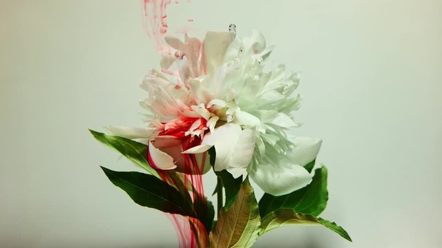 A beautiful white flower is pouring paint on a white background. Slow shooting in 4K format