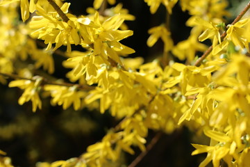 Forsycja © Perovskia