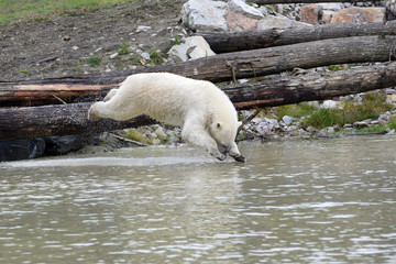 Ours blanc en plein plongeon