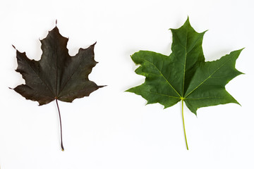 Top view of brown and green maple leaf on white background.