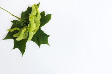 Green maple leaf on the white background. Mockup for design. Copy space.
