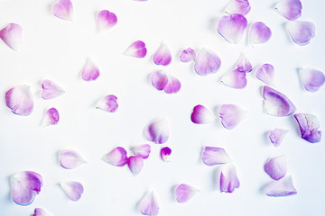 Purple flower rose petals on light background. 