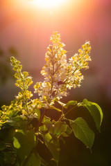 Syringa L at sunset