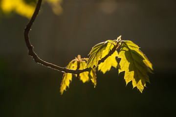 Fresh leaves and sunset
