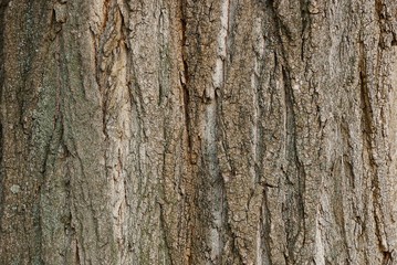 gray texture of a wooden bark on a tree
