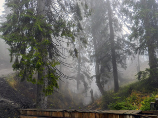 Amazing fog in the forest. Morning in the mountain. Wooden bridge.