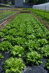 plantation de salades