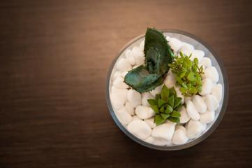 Miniature cactus succulent plant. Selective focus