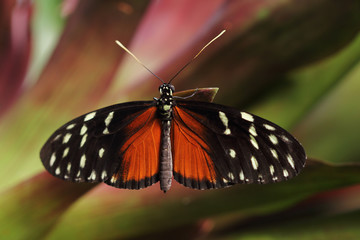 Tropical butterfly Dido Longwing on the green leaf