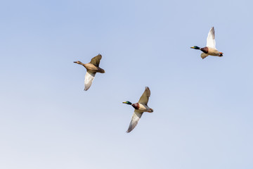 Three ducks (common mallard)  in flight against a blue sky