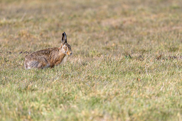 Portrait of a hare (lepus europaeus) sitting in a field
