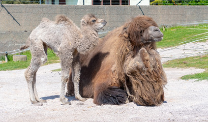 Bactrian Camel with her baby in the sunshine
