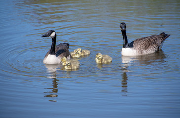 A goose with their baby goslings