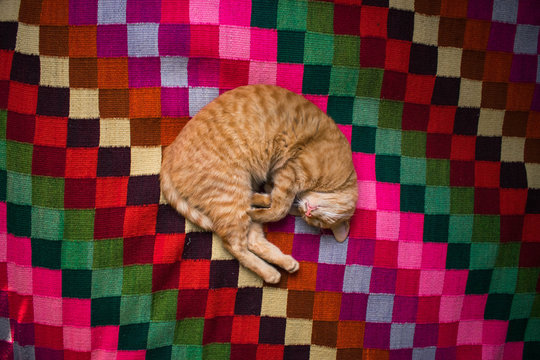 Cute Cat Sleeping On Traditional Carpet From Above