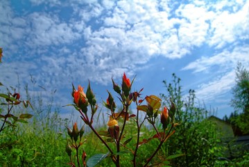 unopened rosebuds in the garden in summer