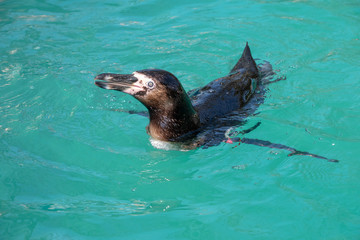 Fototapeta premium Humboldt Penguin swimming in some water