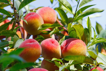 Peach fruits on tree