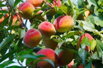Peach fruits on tree