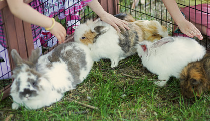 Children touching shy bunny outdoor