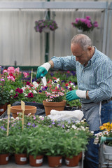 Senior man transplanting plants.