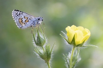 Hesperiidae / Sarı Bantlı Zıpzıp / / Pyrgus sidae