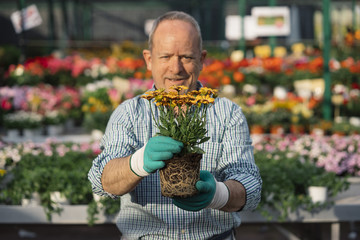 Senior man transplanting plants.